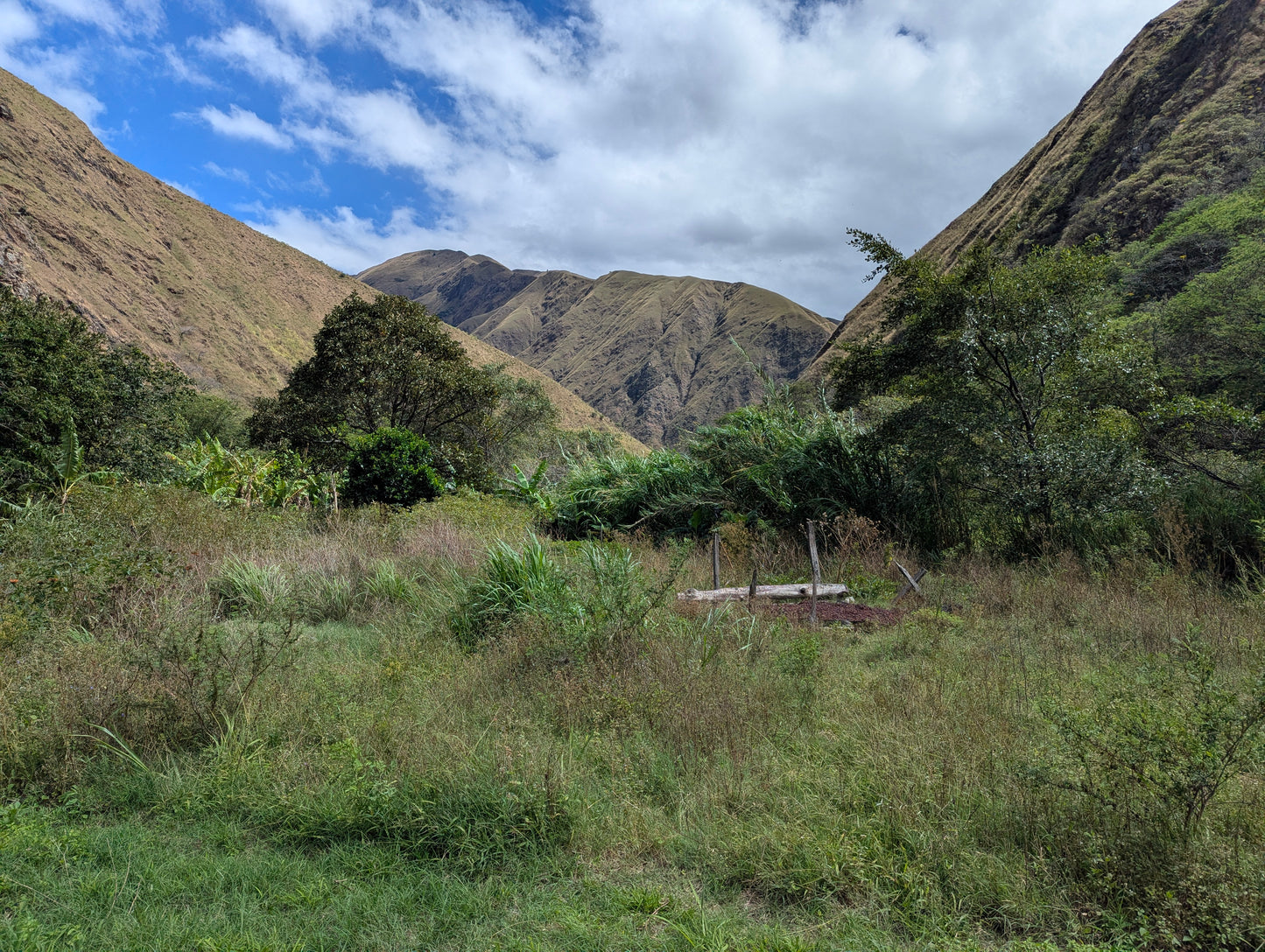 Chakana Cruz Natural Gesha - 200g (7.05oz) - Roasted 02/01/2026