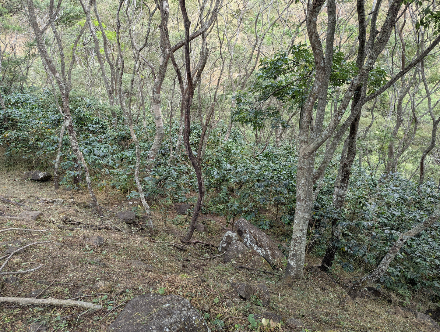 Chakana Cruz Natural Gesha - 200g (7.05oz) - Roasted 02/01/2026