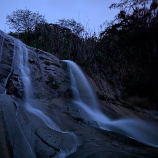 Hacienda La Florida Anaerobic Washed Sidra - 200g (7.05oz) - Roasted 03/11/2026