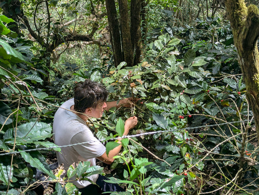 Hacienda La Florida Double Washed Mejorado - 200g (7.05oz) - Roasted 03/04/2026